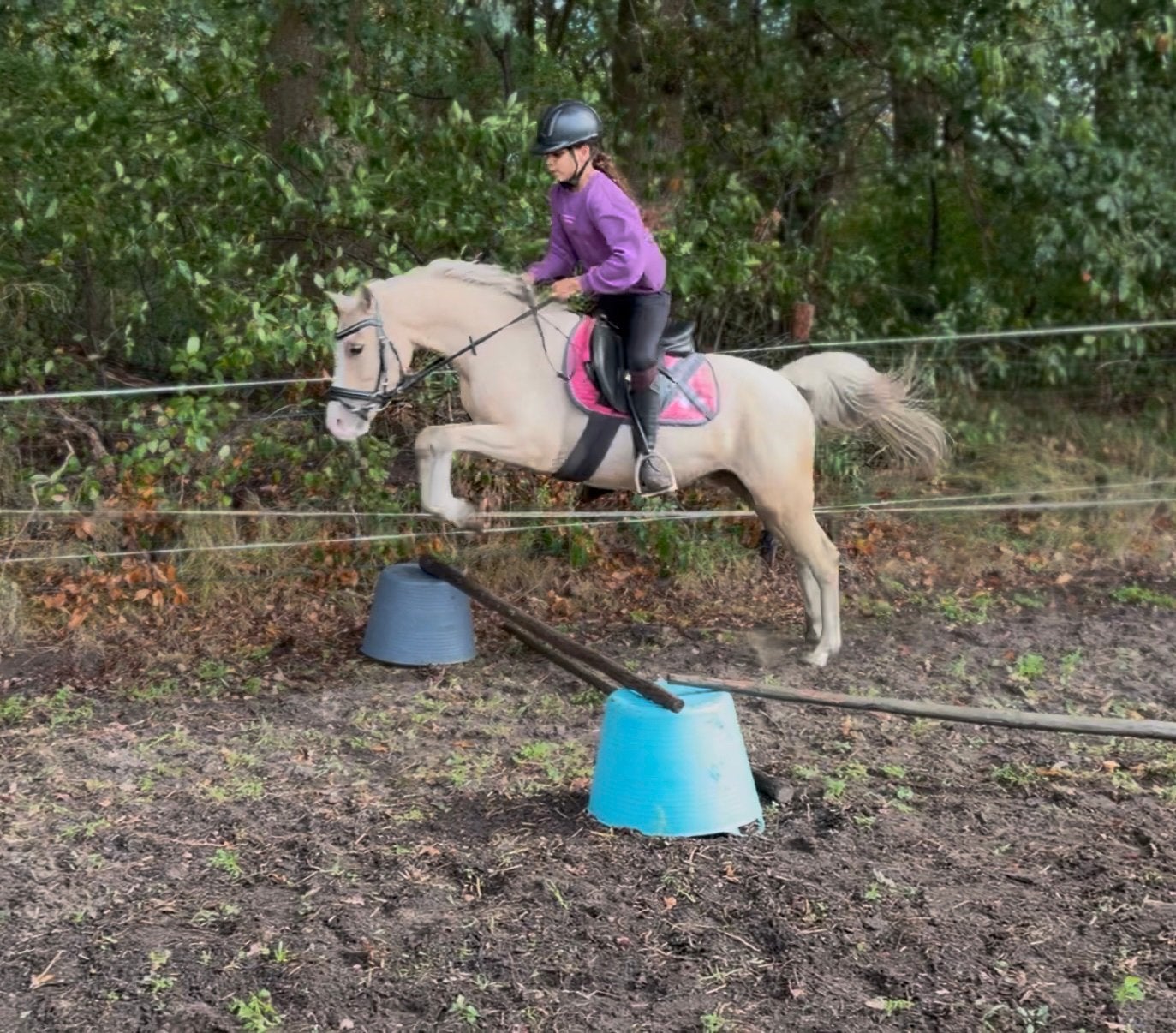 Brave talentvolle pony, Ruin, 3 tot 6 jaar, C pony (1.27m tot 1.37m), Met stamboom