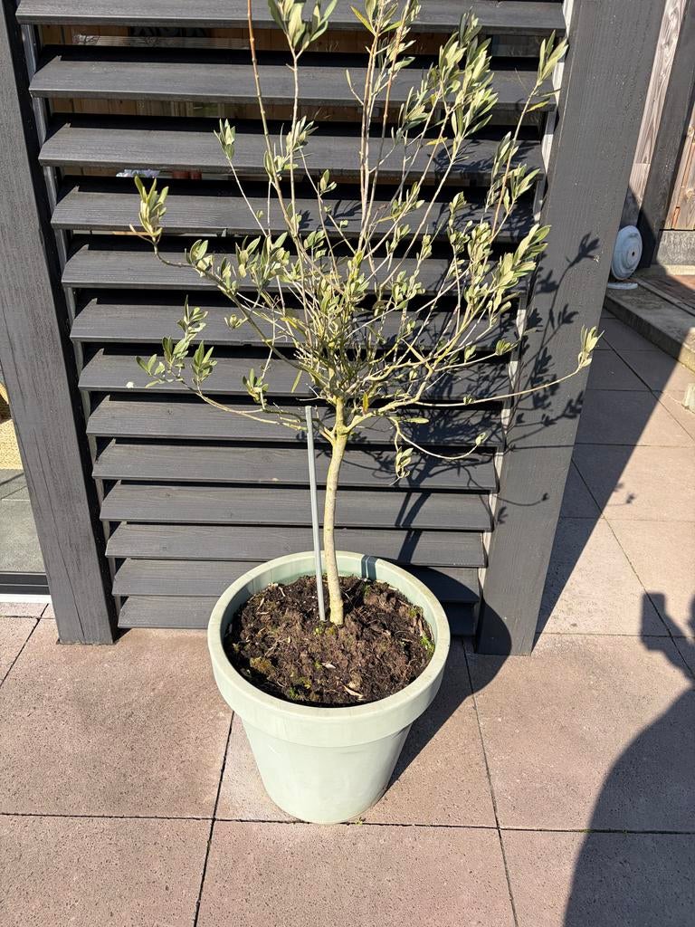 3 groene plantenbakken met olijfboom, Ophalen, Kunststof, Gebruikt, Balkon