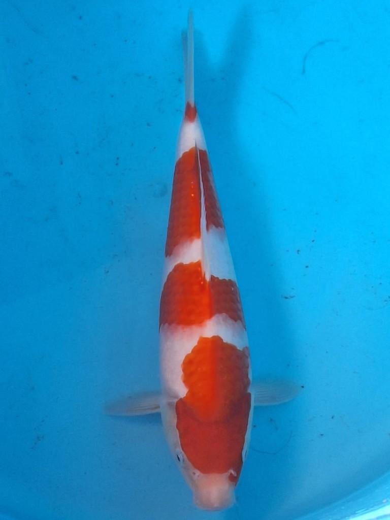 Pachtige sakai kohaku met certivicaat, Dieren en Toebehoren, Vissen | Vijvervissen, Karper of Koi