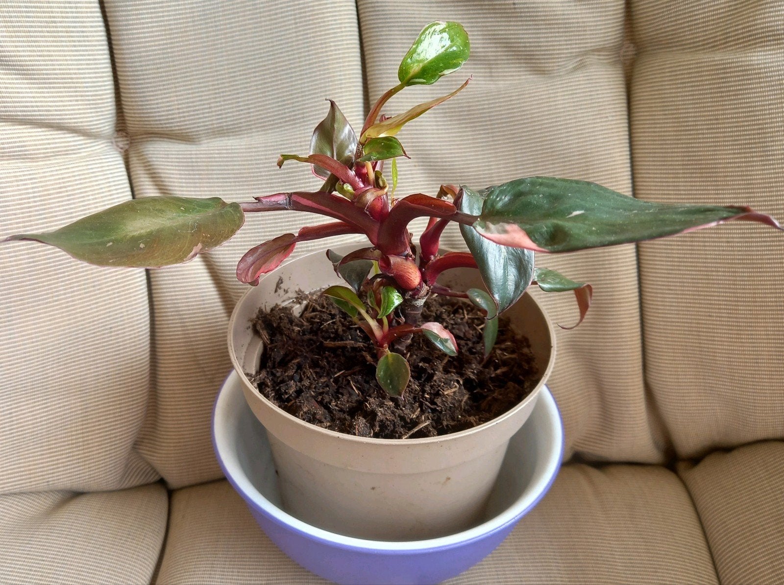 Philodendron Pink Princess, Huis en Inrichting, Kamerplanten, Ophalen, Overige soorten, Halfschaduw, Minder dan 100 cm