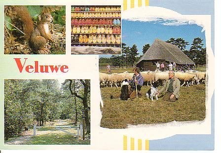 Ansichtkaart	Veluwe	4-luik, Verzenden, 1960 tot 1980, Gelopen, Gelderland