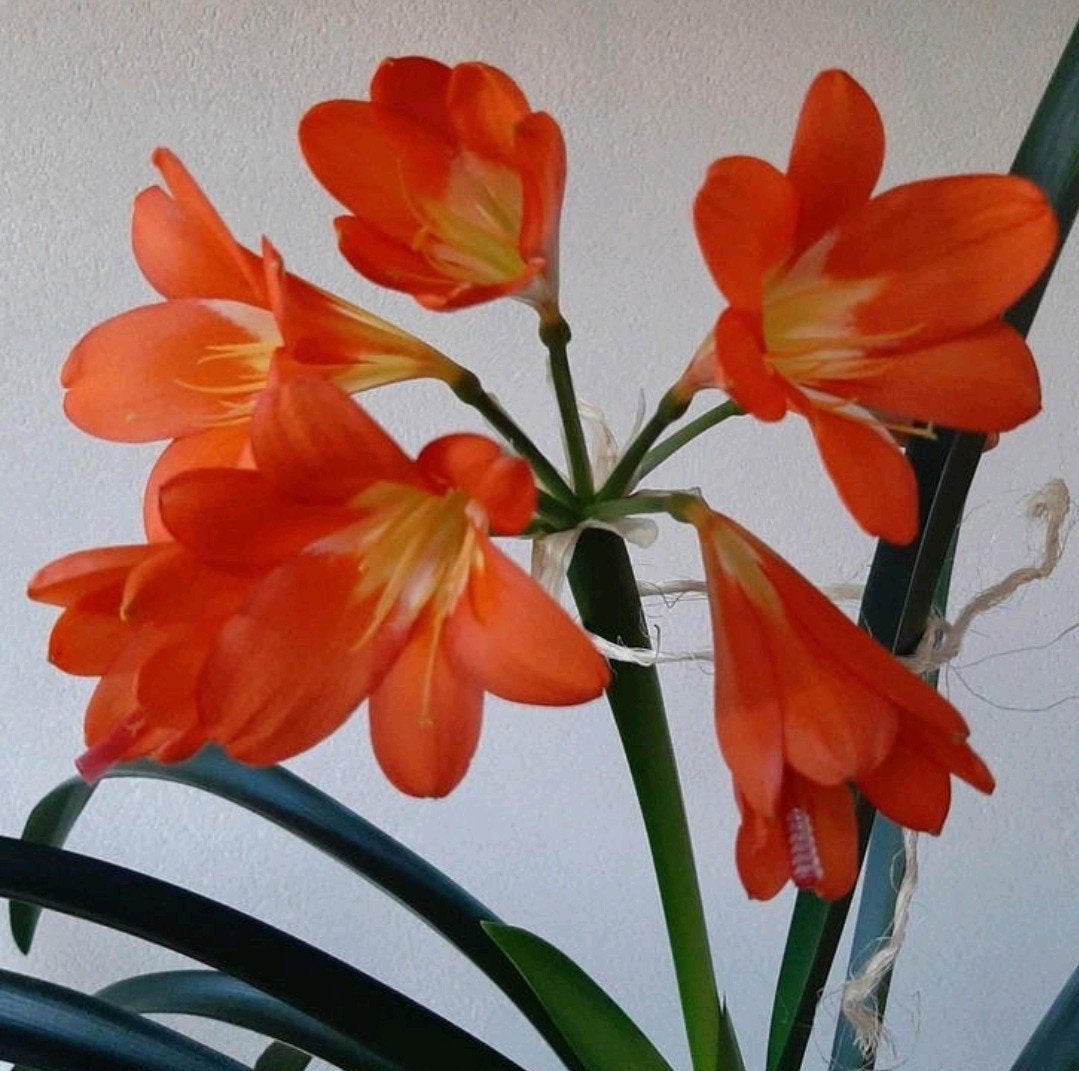 Clivia  Sunset Red, met zaad hoofd, in grijze kunststof pot., Huis en Inrichting, Kamerplanten, Bloeiende kamerplant, Ophalen