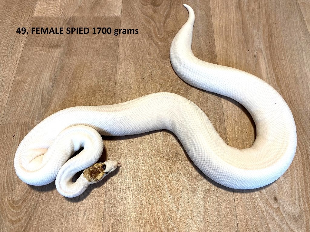 Koningspythons halfwas en volwassen kweekdieren deel 3 Ball Python photo 2