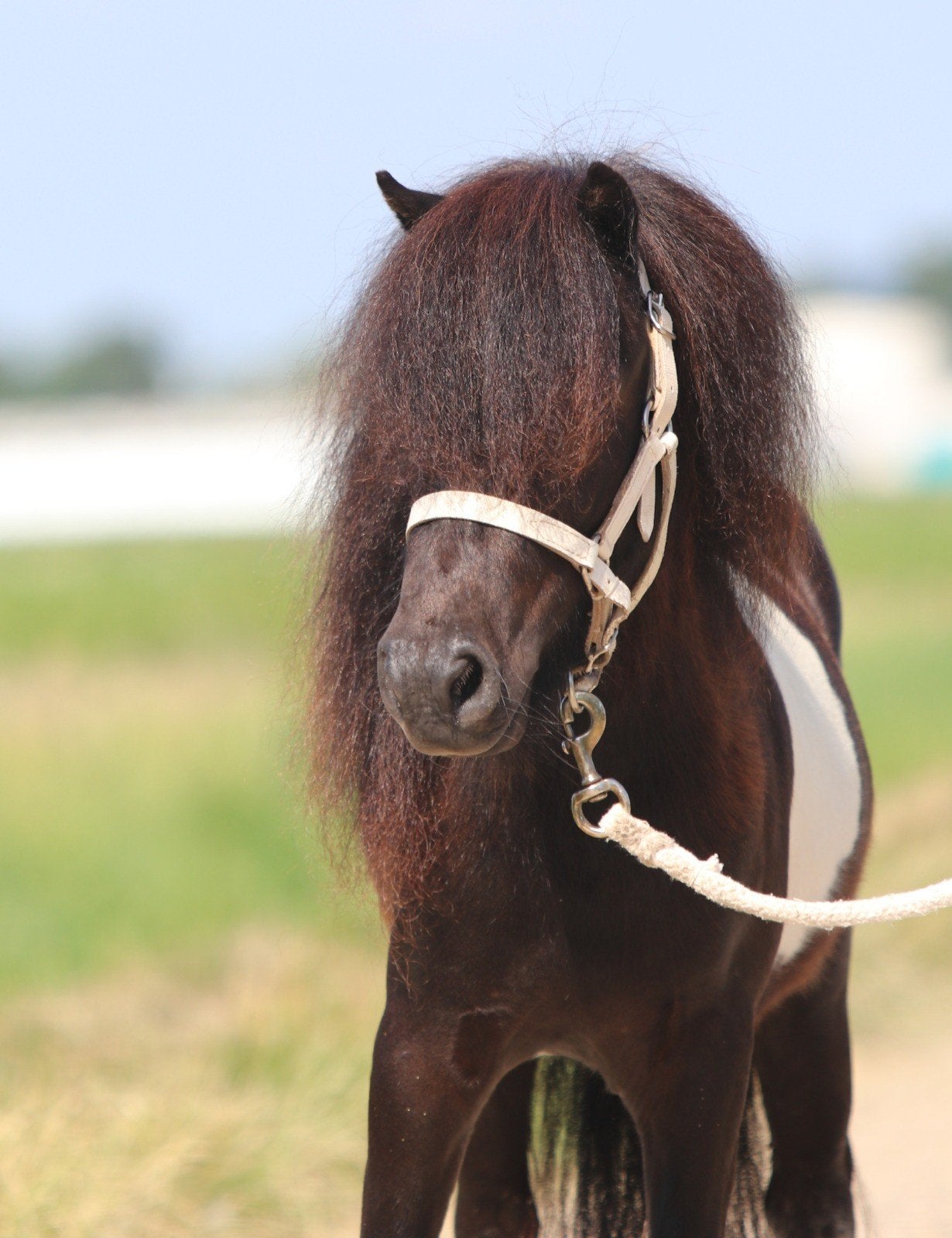 Prachtige bonte shetlander ruin, Dieren en Toebehoren, Pony's, Meerdere dieren, A pony (tot 1.17m), Gechipt, 3 tot 6 jaar