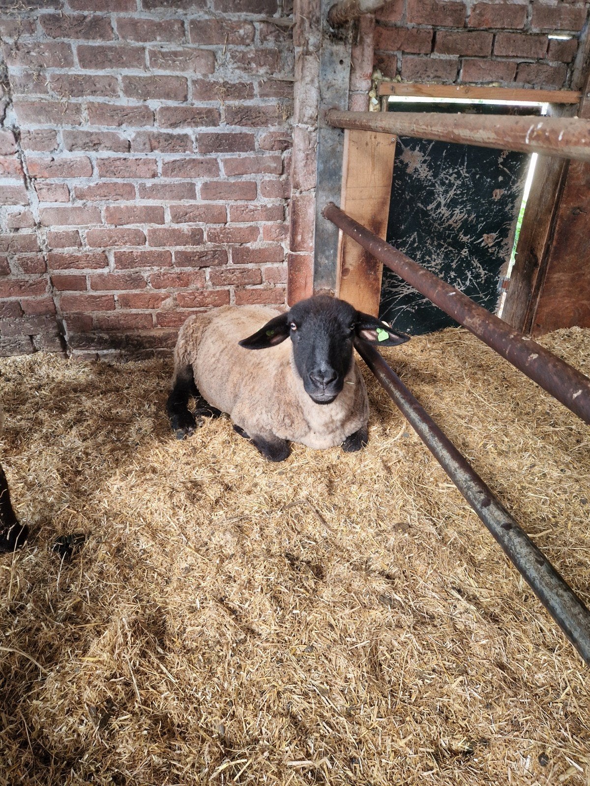 suffolk ooien gezocht, Dieren en Toebehoren, Vrouwelijk, Schaap