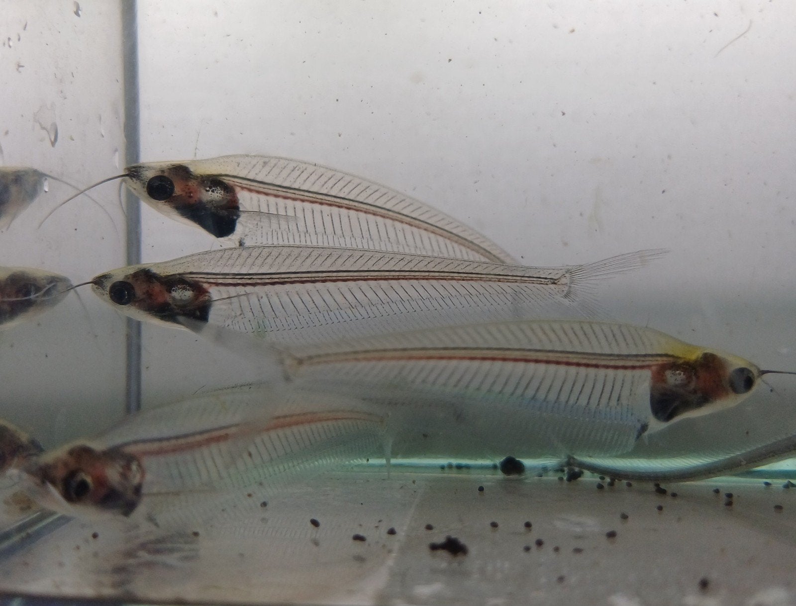 Hobbyaquarium Kryptopterus bicirrhis- Indische glasmeerval, Vis, Zoetwatervis, Schoolvis