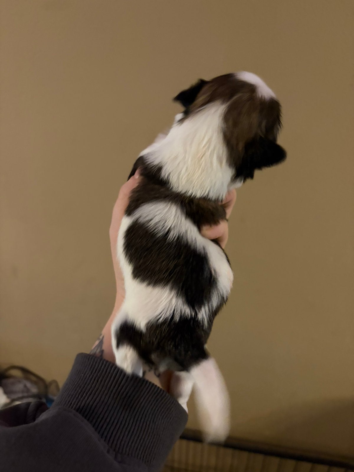 Boomer, Meerdere, Meerdere dieren, Klein, Nederland