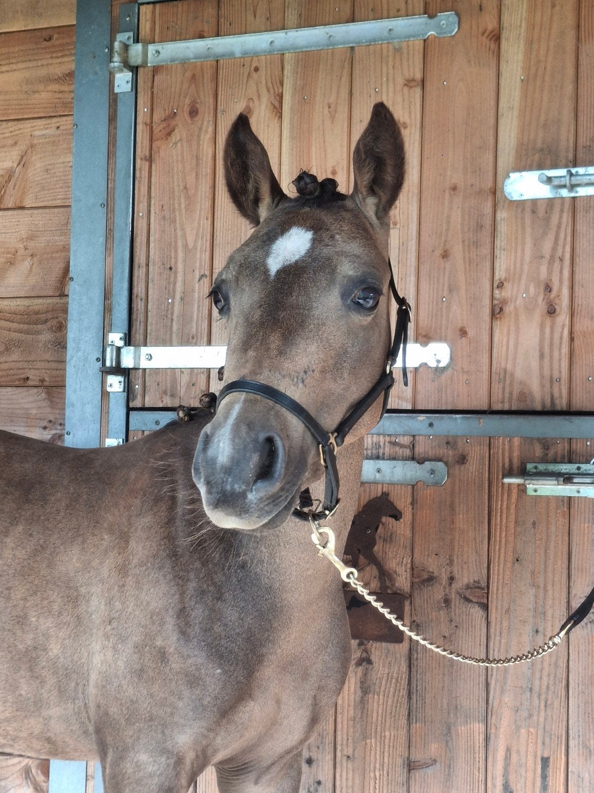 Zeer grappige & lieve pony !!!, Ruin, B pony (1.17m tot 1.27m), Met stamboom, 0 tot 2 jaar