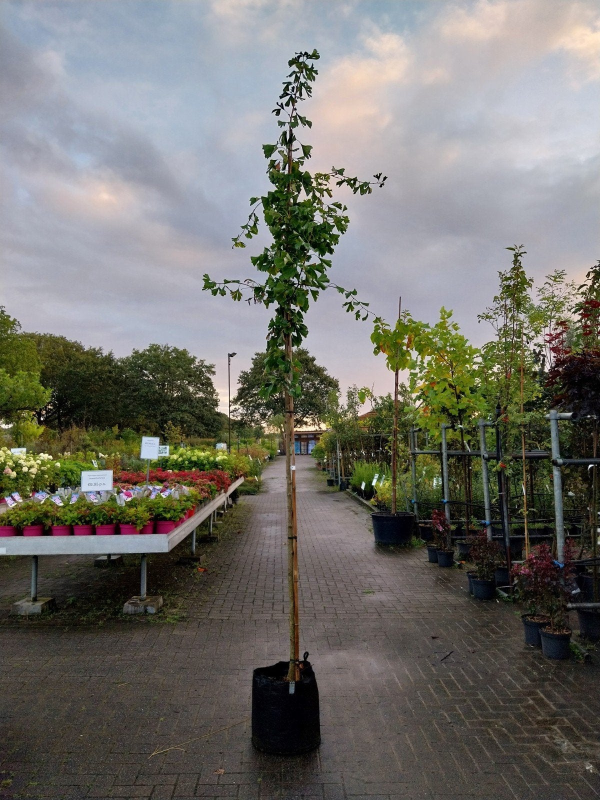 Ginkgo Biloba - Japanse notenboom, Bloeit niet, Overige soorten, 250 tot 400 cm, Ophalen