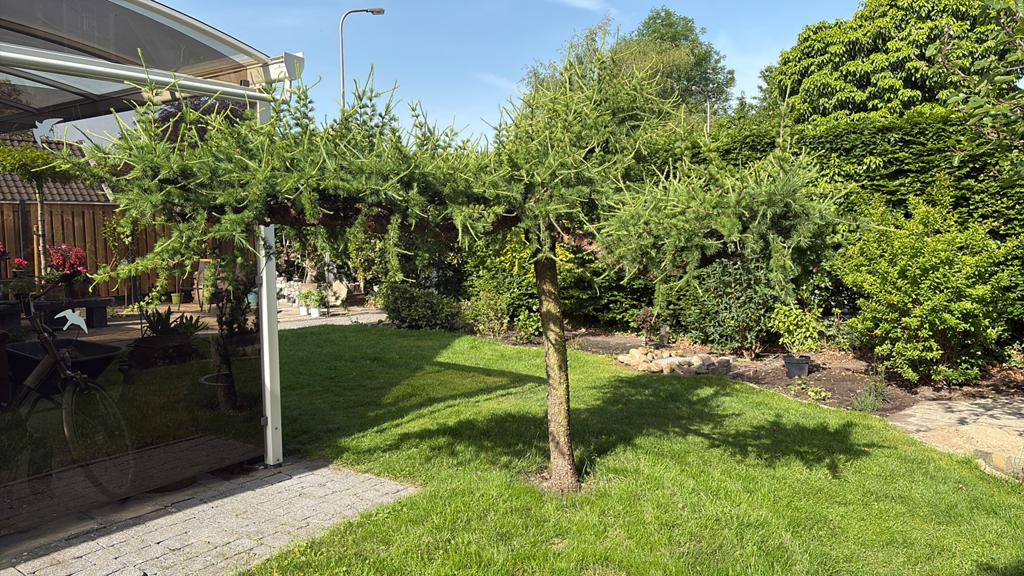 Boom gratis af te halen!, Tuin en Terras, Planten | Bomen, Overige soorten, Lente, 100 tot 250 cm, Ophalen
