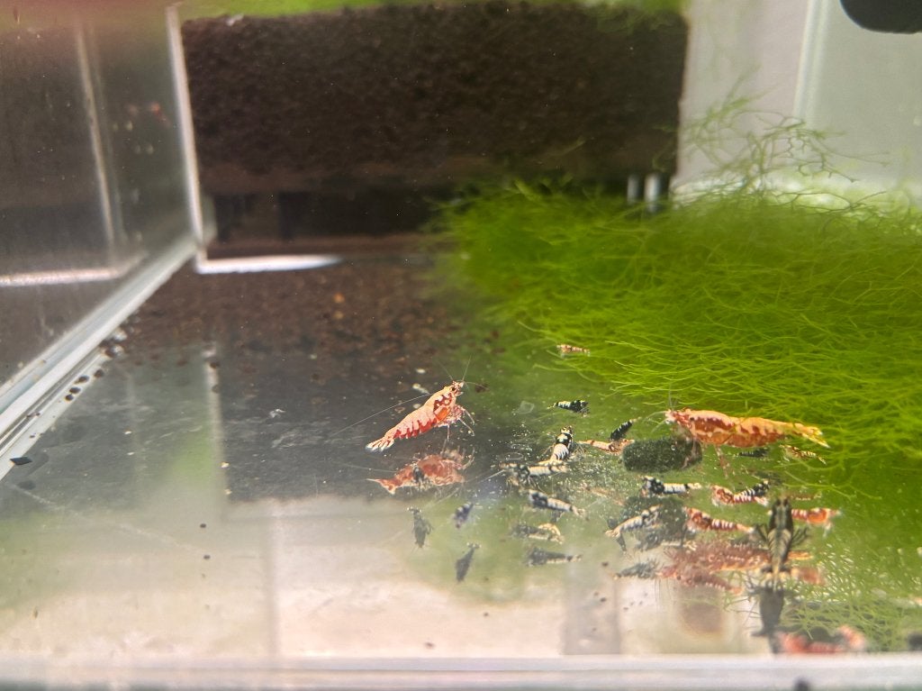 Galaxy fishbone Red ( Vin ) Rode, Dieren en Toebehoren, Kreeft, Krab of Garnaal, Zoetwatervis, Schoolvis