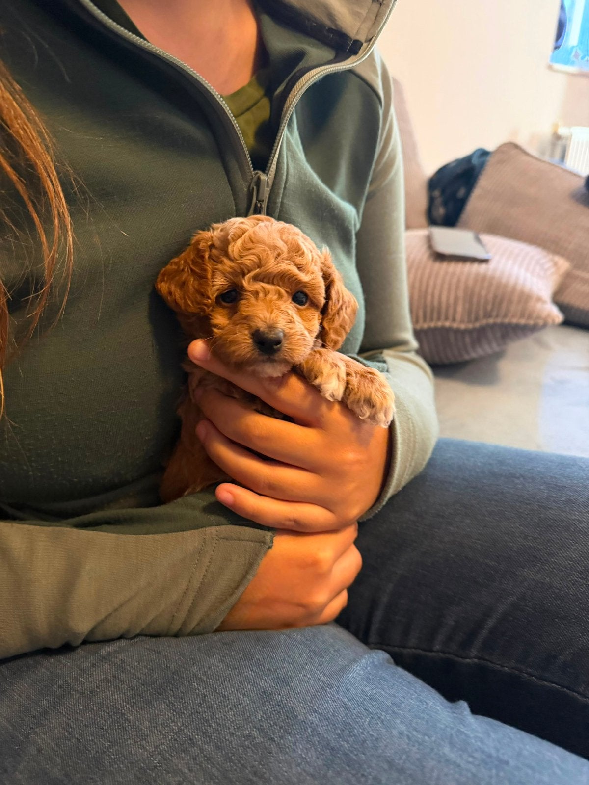 Toy poedel pups, Poedel, Parvo, Reu, 8 tot 15 weken