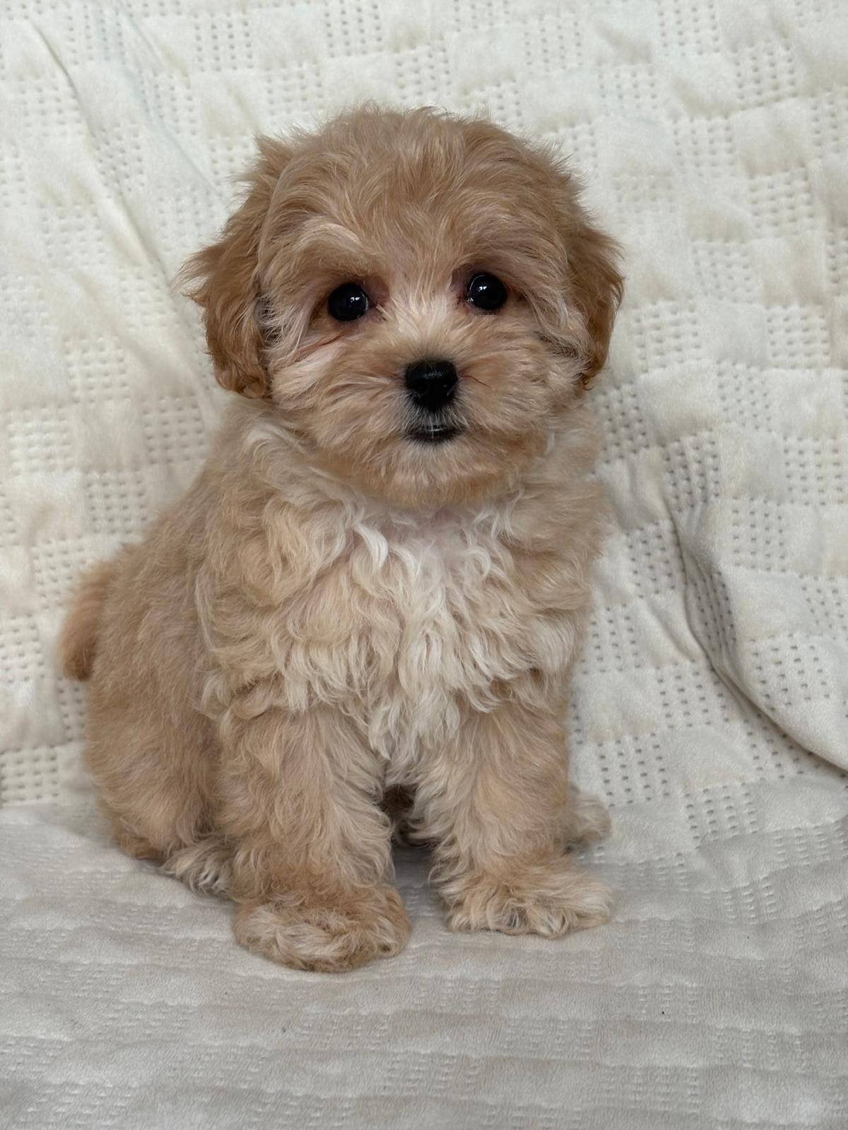 Maltipoo F1, Dieren en Toebehoren, Honden | Chihuahua's en Gezelschapshonden, 8 tot 15 weken, Parvo, Eén hond, Nederland