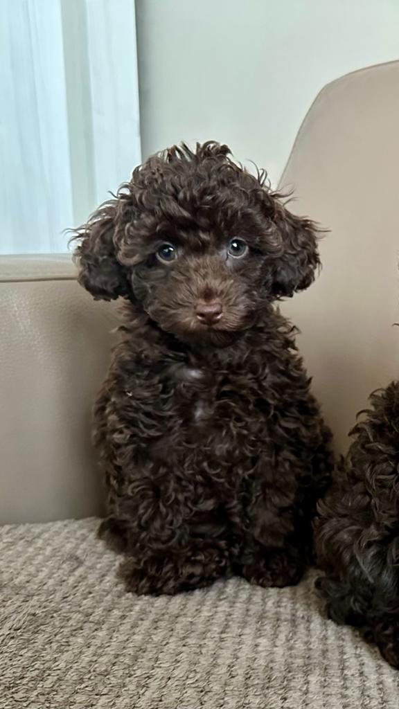 Super knappe Choco toy poedel pups  teefjes mogen verhuizen, Poedel, Parvo, 8 tot 15 weken, Meerdere