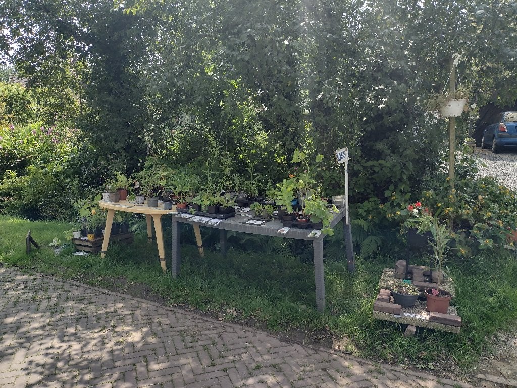 nog veel vaste planten vanaf €1,- p.s., Ophalen, Vaste plant, Overige soorten, Volle zon