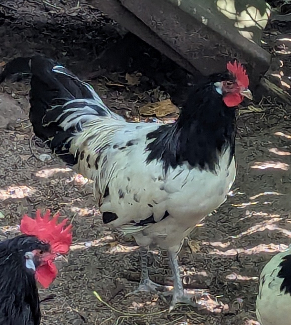 Lakenvelder Haan,, Dieren en Toebehoren, Pluimvee, Mannelijk, Kip