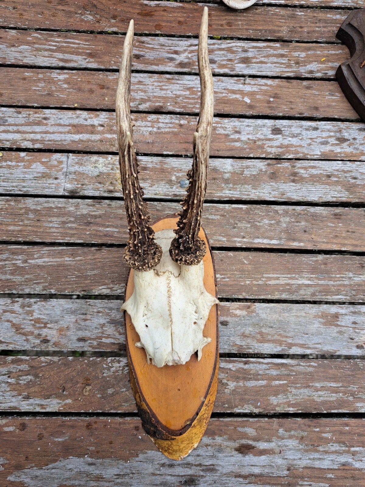 Gewei van hert of bok op schild gemonteerd, Gebruikt, Verzenden, Landelijk, Natuurlijk materiaal