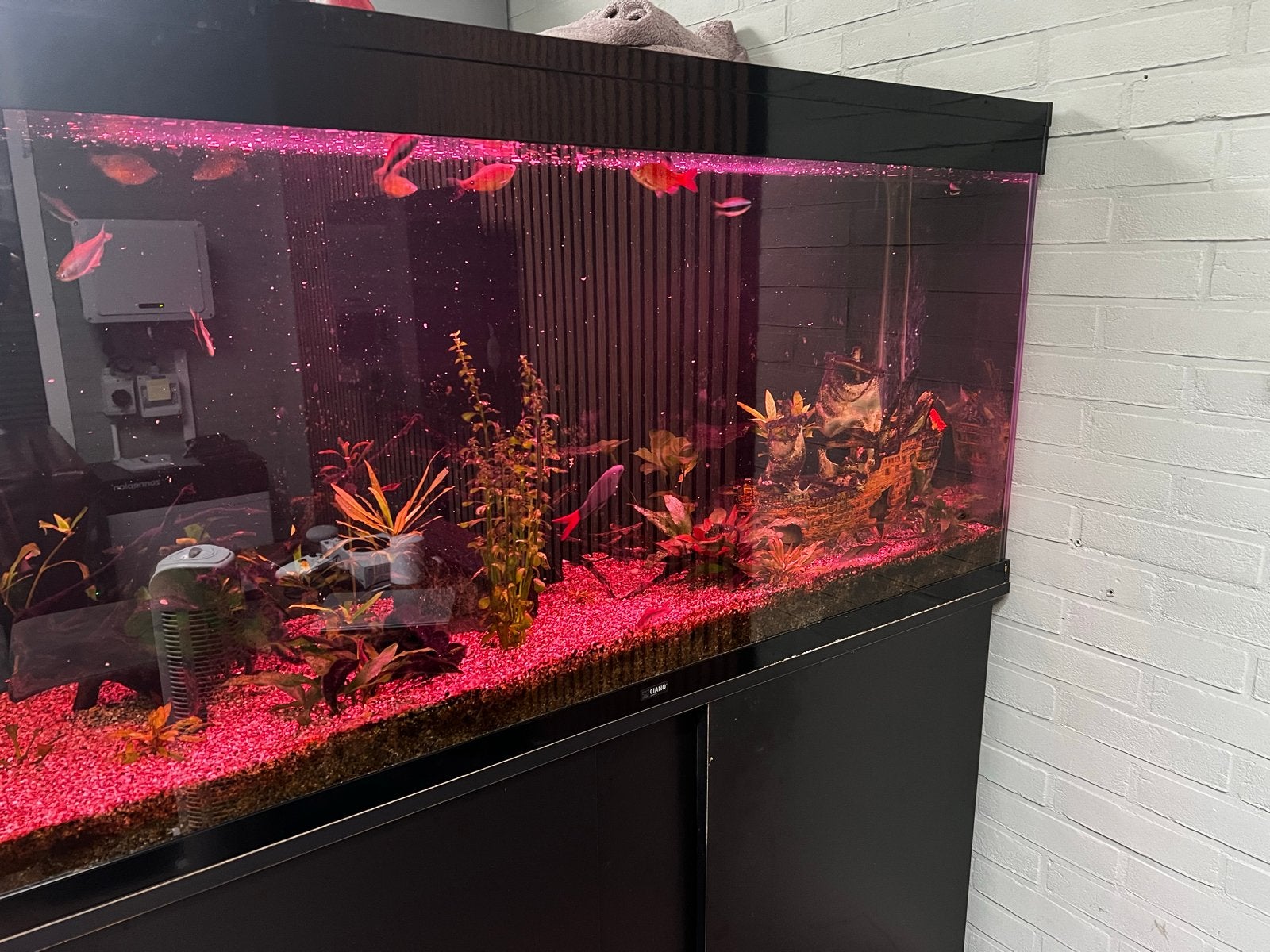 Ciano aquarium, Ophalen, Zo goed als nieuw, Gevuld zoetwateraquarium