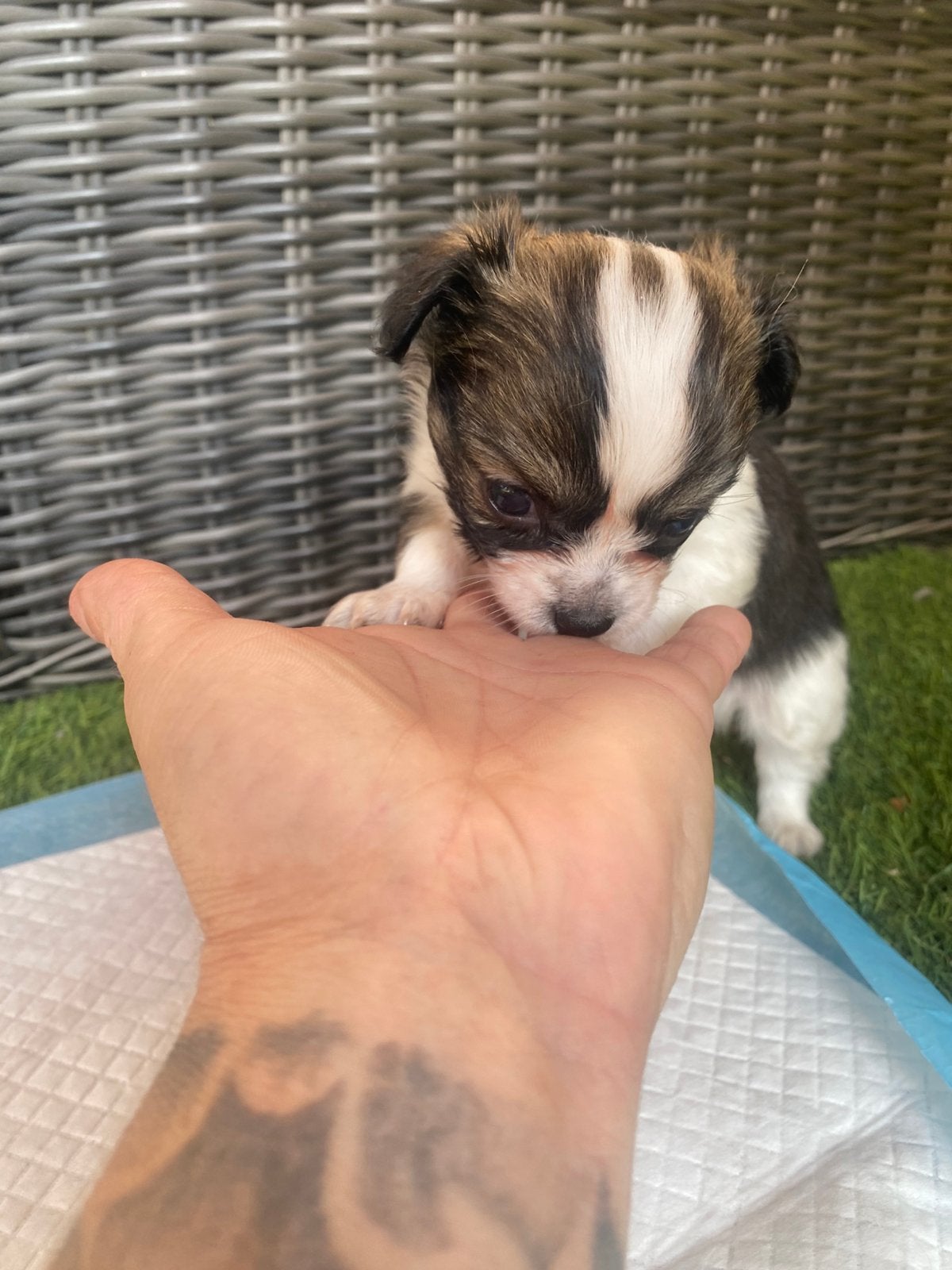 Mooie langharige chihuahua pups, 8 tot 15 weken, Parvo, Meerdere, Meerdere dieren