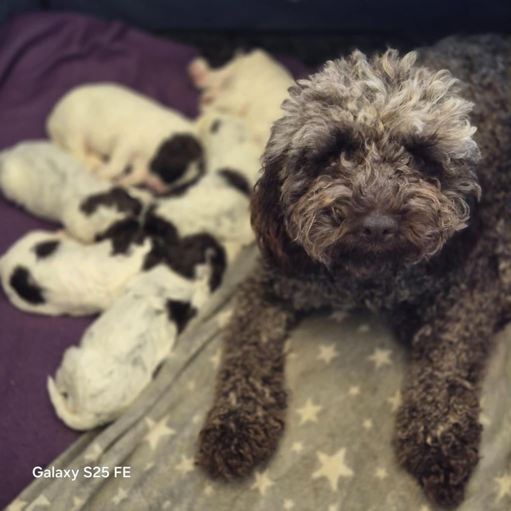 Italiaanse waterhond puppys, Dieren en Toebehoren, Honden | Niet-rashonden, België, Parvo, Particulier, 8 tot 15 weken