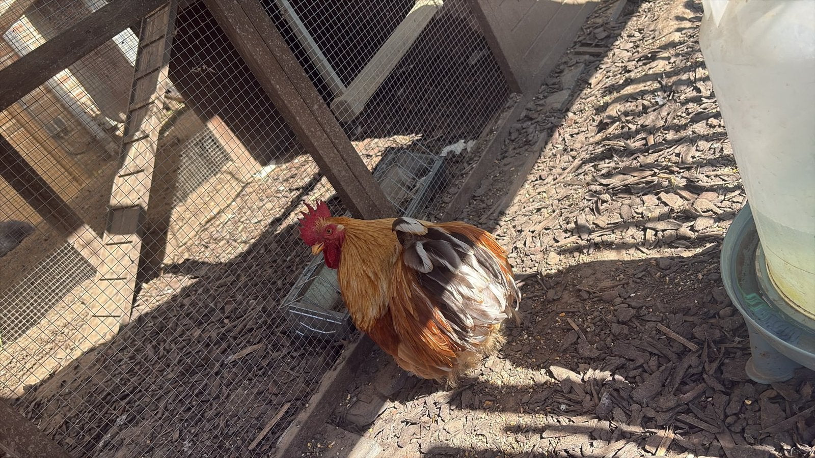 Hele mooie Haan, Dieren en Toebehoren, Pluimvee, Mannelijk, Kip