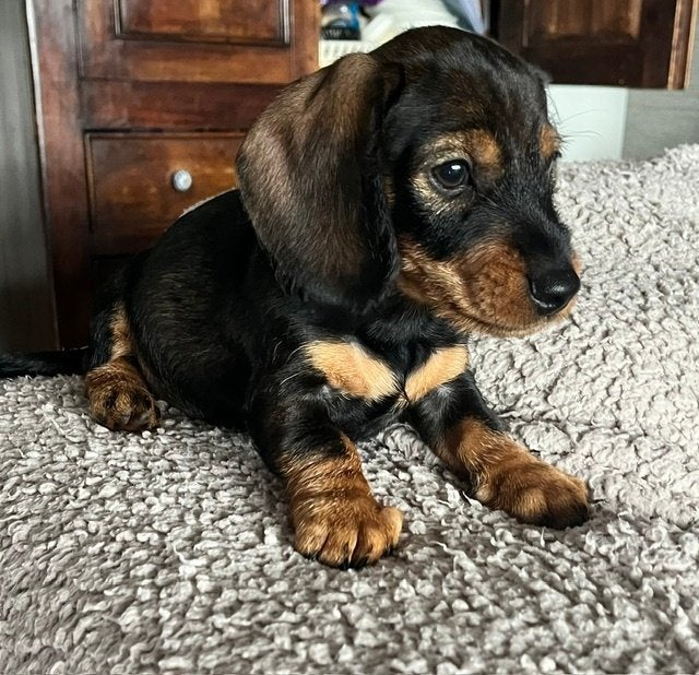 Dwergteckel- Kaninchen Ruwhaar reutje met stamboom, Kaninchen, Parvo, 8 tot 15 weken, Meerdere