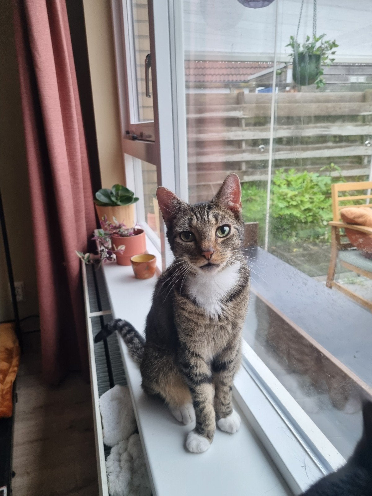 Lieve kater Coco (5 jaar) zoekt een rustig nieuw thuis, Kater