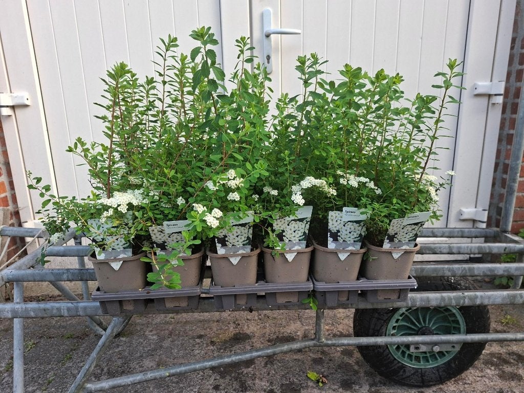 Bloeiende Spiraea 'Snowmound' (Spierstruik) in pot!, Ophalen, Overige soorten, Minder dan 100 cm