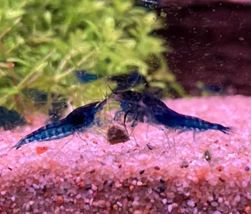 bleu dream garnalen ( neocaridina ), Kreeft, Krab of Garnaal