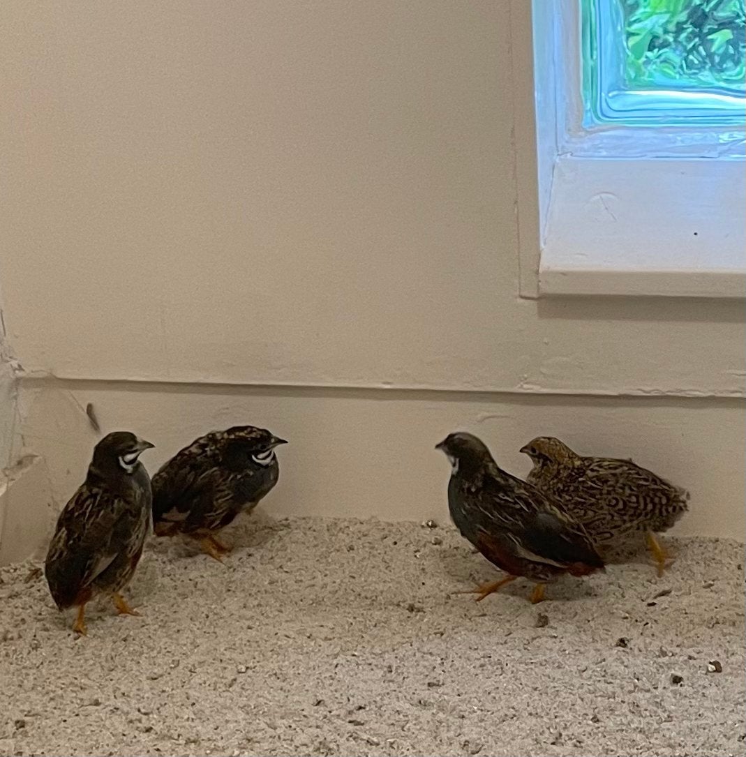 Chinese dwergkwartels, Dieren en Toebehoren, Vogels | Overige Vogels, Meerdere dieren