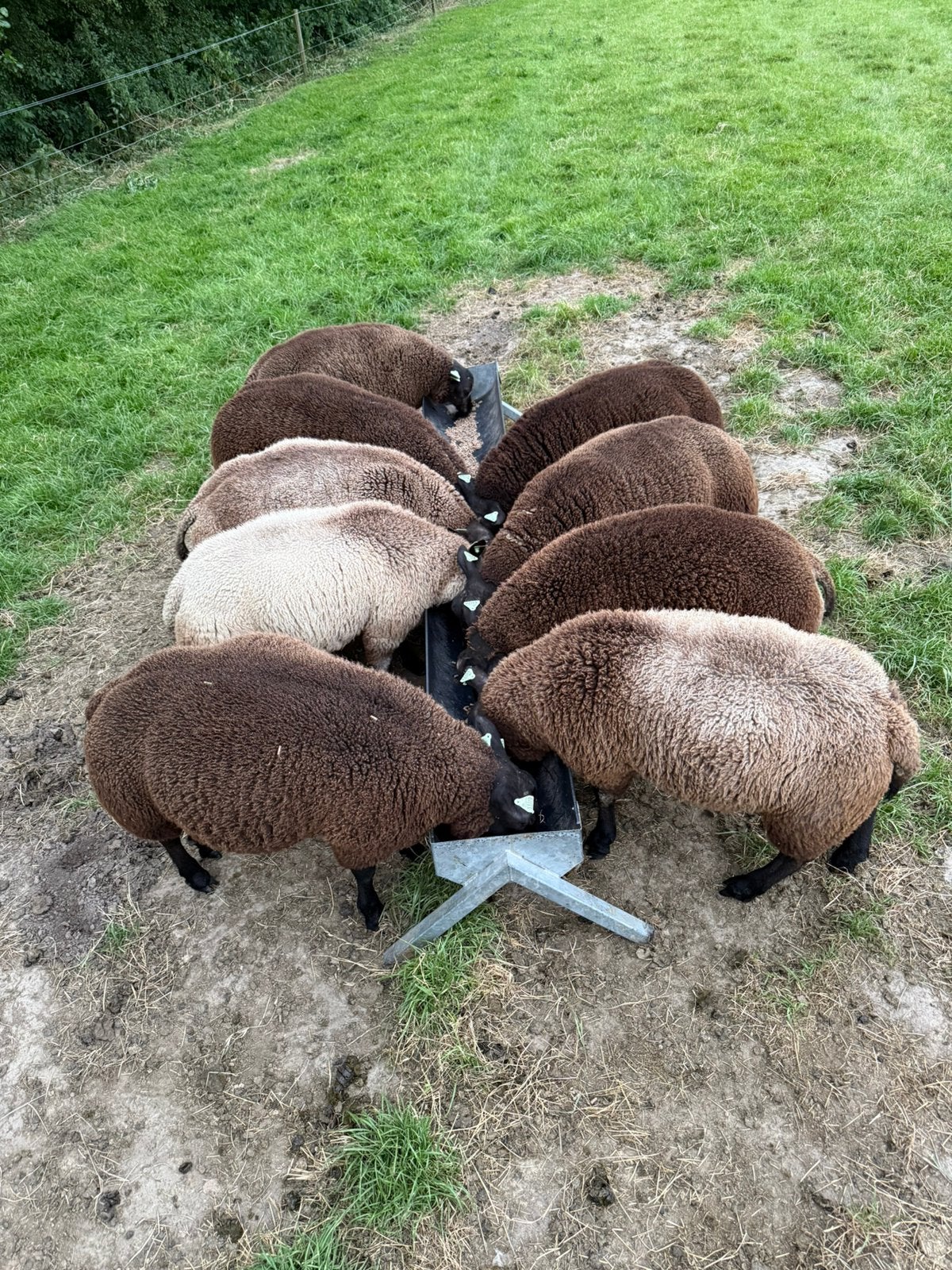 Dassenkop en Texelaar rammen, Dieren en Toebehoren, Mannelijk, Schaap, 0 tot 2 jaar