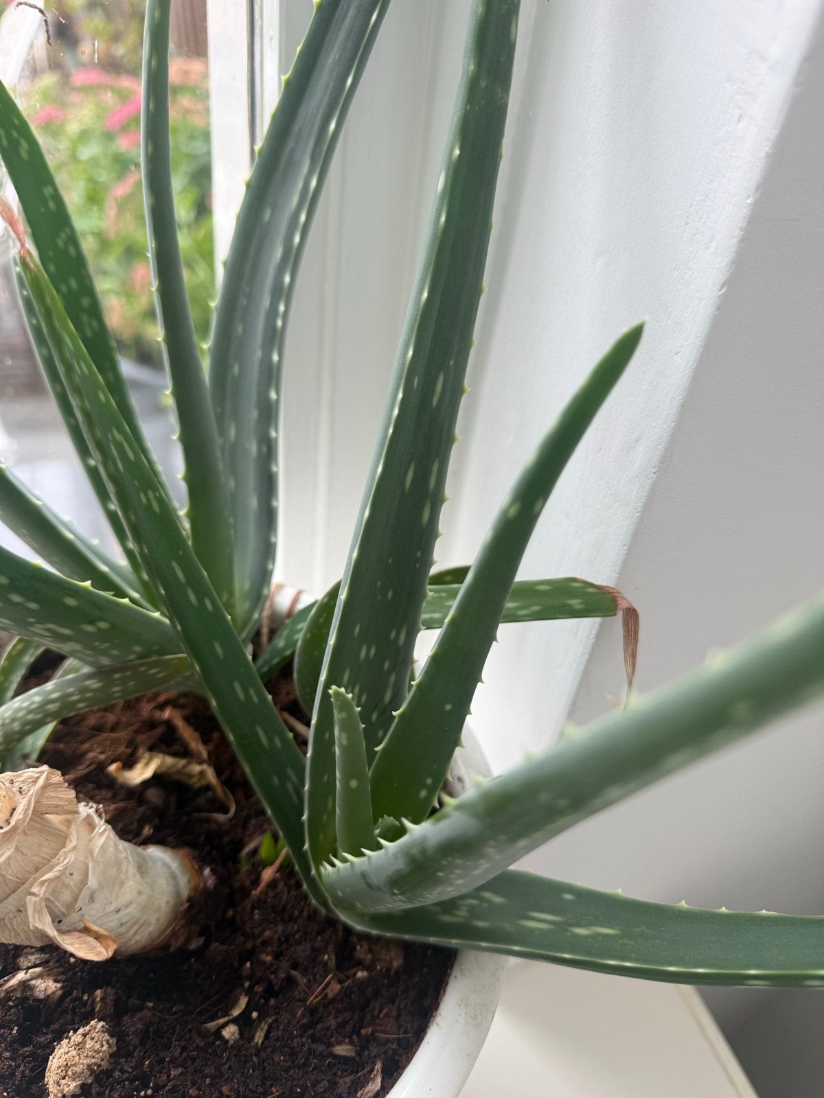 Grote Aloë Vera plant in witte pot, Binnen, Kunstplant, Overige materialen, Ophalen of Verzenden