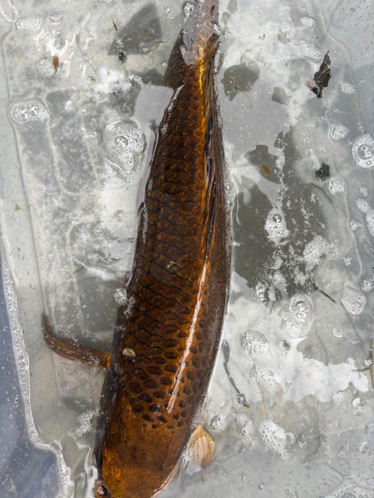 Mooie gezonde koi te koop, Karper of Koi