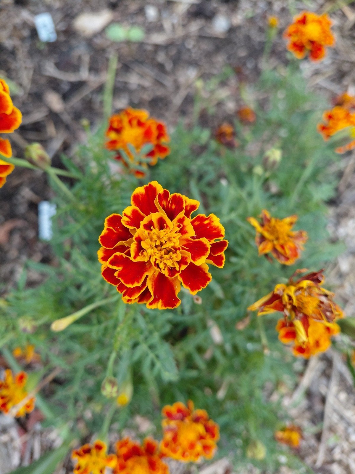 Zaden Afrikaantje Uit Biologische Tuin, Ophalen of Verzenden, Voorjaar, Volle zon, Zaad