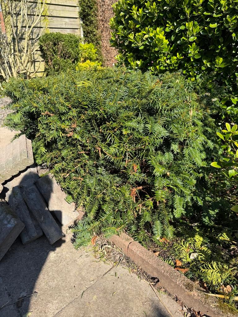 Taxus Baccata - zelf uitsteken 130x100x60 cm, Tuin en Terras, Planten | Tuinplanten, Vaste plant, Bloeit niet, Halfschaduw, Ophalen