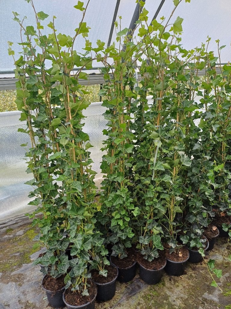 klimop hedera hibernica te koop, Ophalen, Vaste plant, Bloeit niet, Halfschaduw