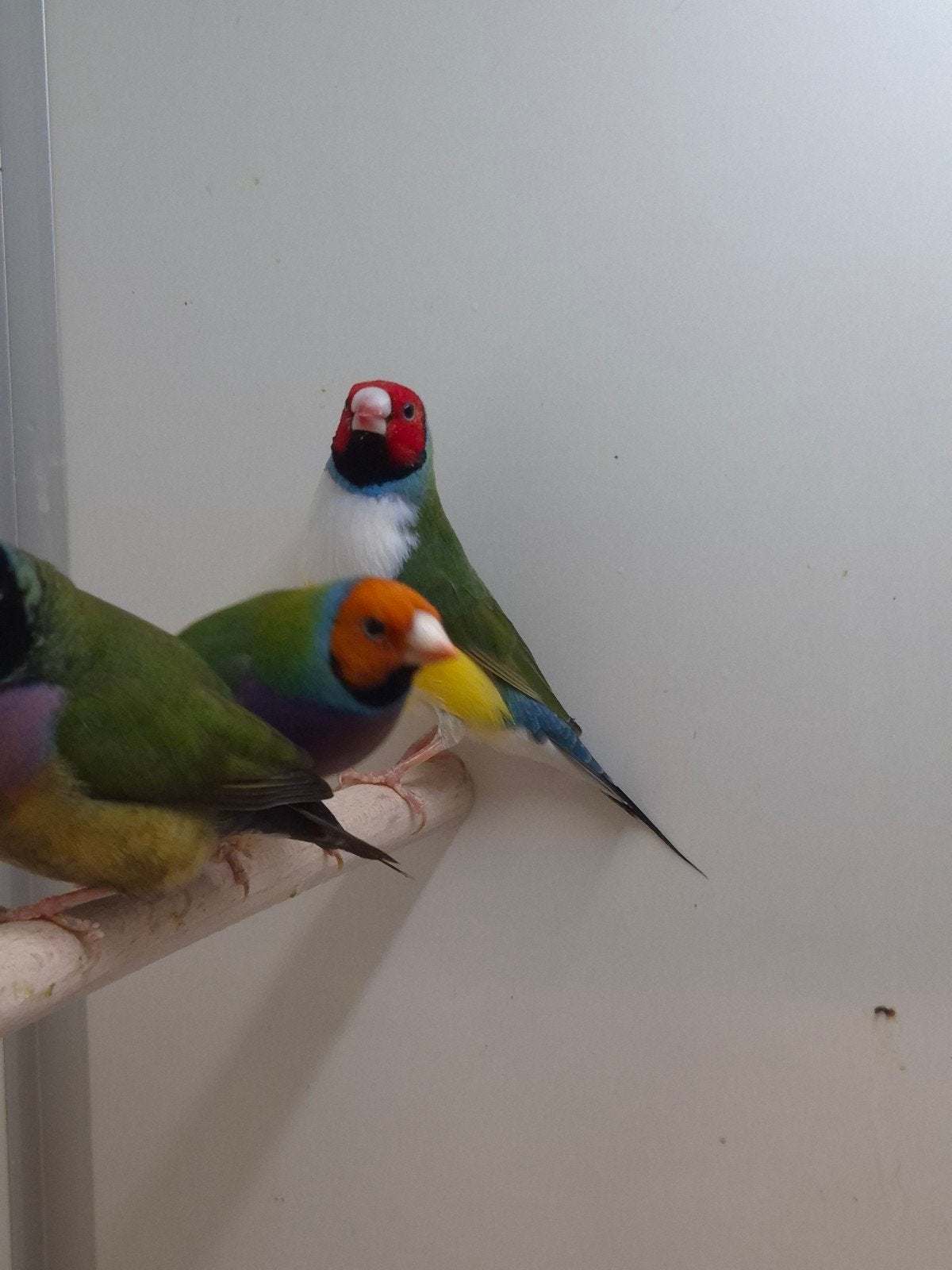 7-5 Gouldamadines, Dieren en Toebehoren, Meerdere dieren, Tropenvogel, Geringd