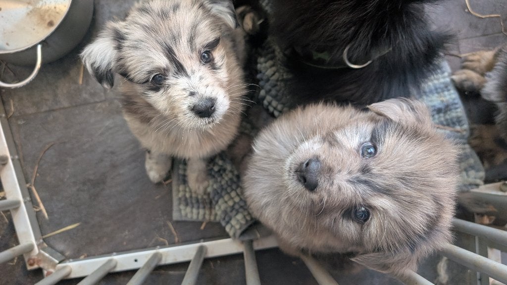 altdeutsche hütehund tiger pups, 8 tot 15 weken, Meerdere, Meerdere dieren, Herder