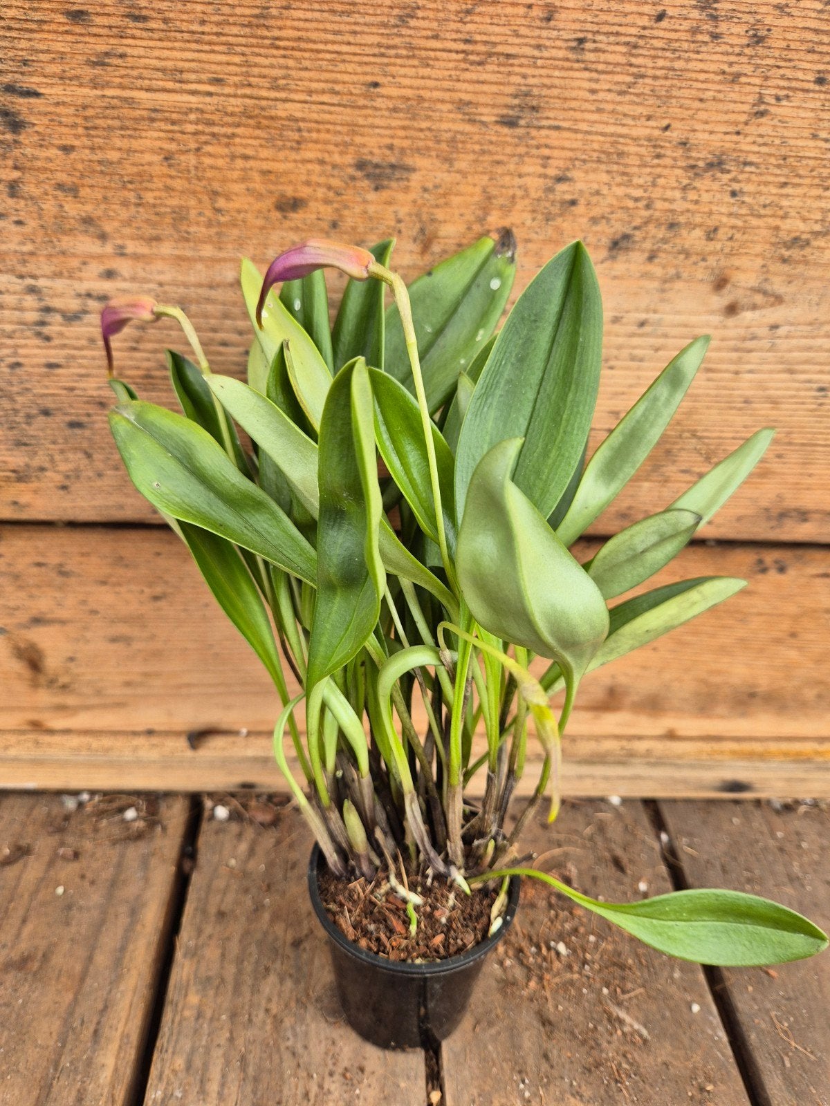 Orchidee Masdevallia p6 (4), Ophalen of Verzenden, Halfschaduw, Minder dan 100 cm
