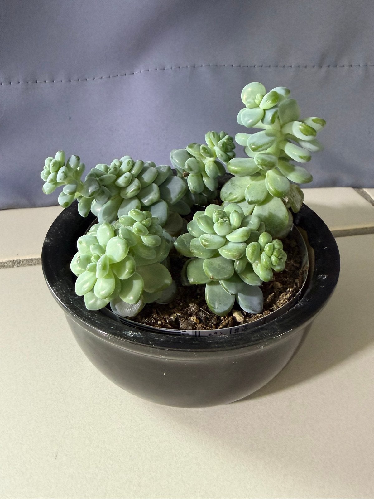 Sedum clavatum - Vetplant (11 cm), Volle zon, Vaste plant, Bloeit niet, Ophalen