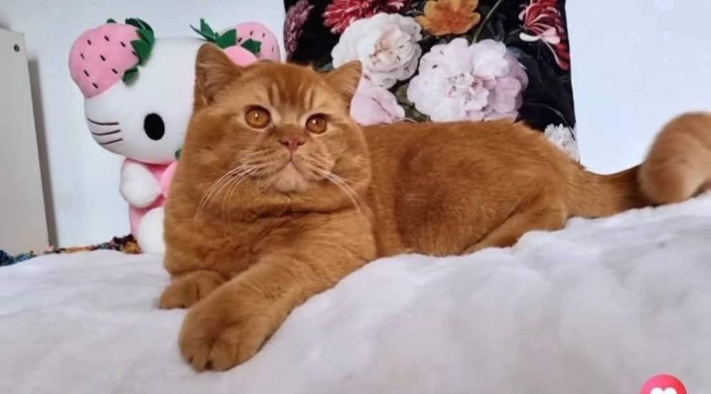 Dekkater Rood ,Gen Tik, Dieren en Toebehoren