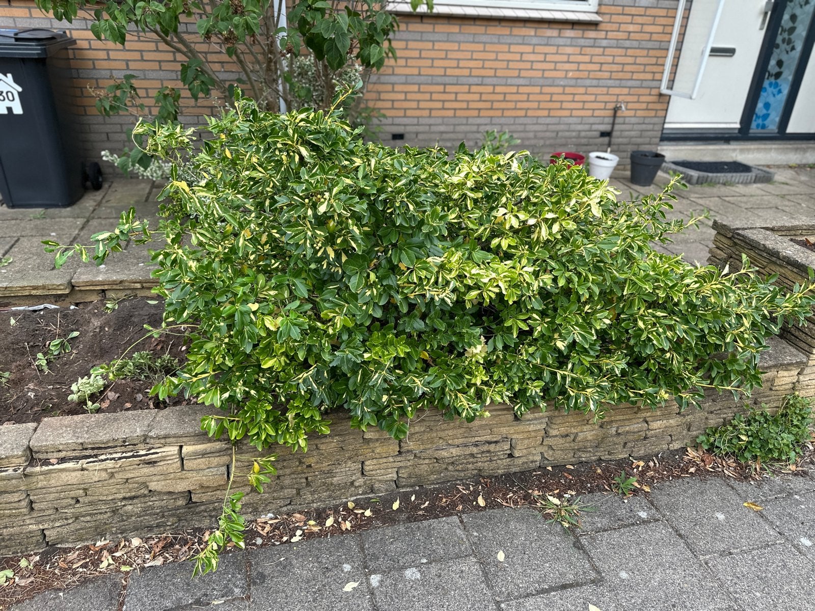 Gratis grote plant met groen-gele bladeren, Ophalen, Overige soorten, Struik, Minder dan 100 cm