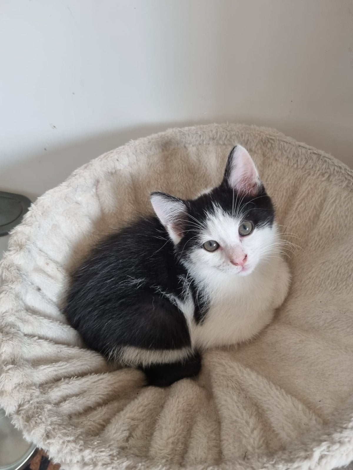 Kittens, Meerdere dieren