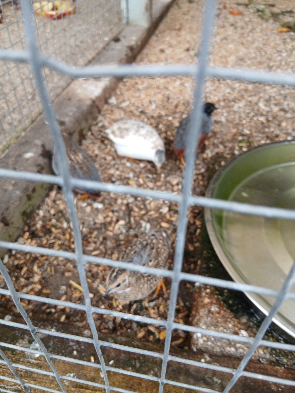 Te koop 1 koppel Chinezen dwergkwartels, Meerdere dieren