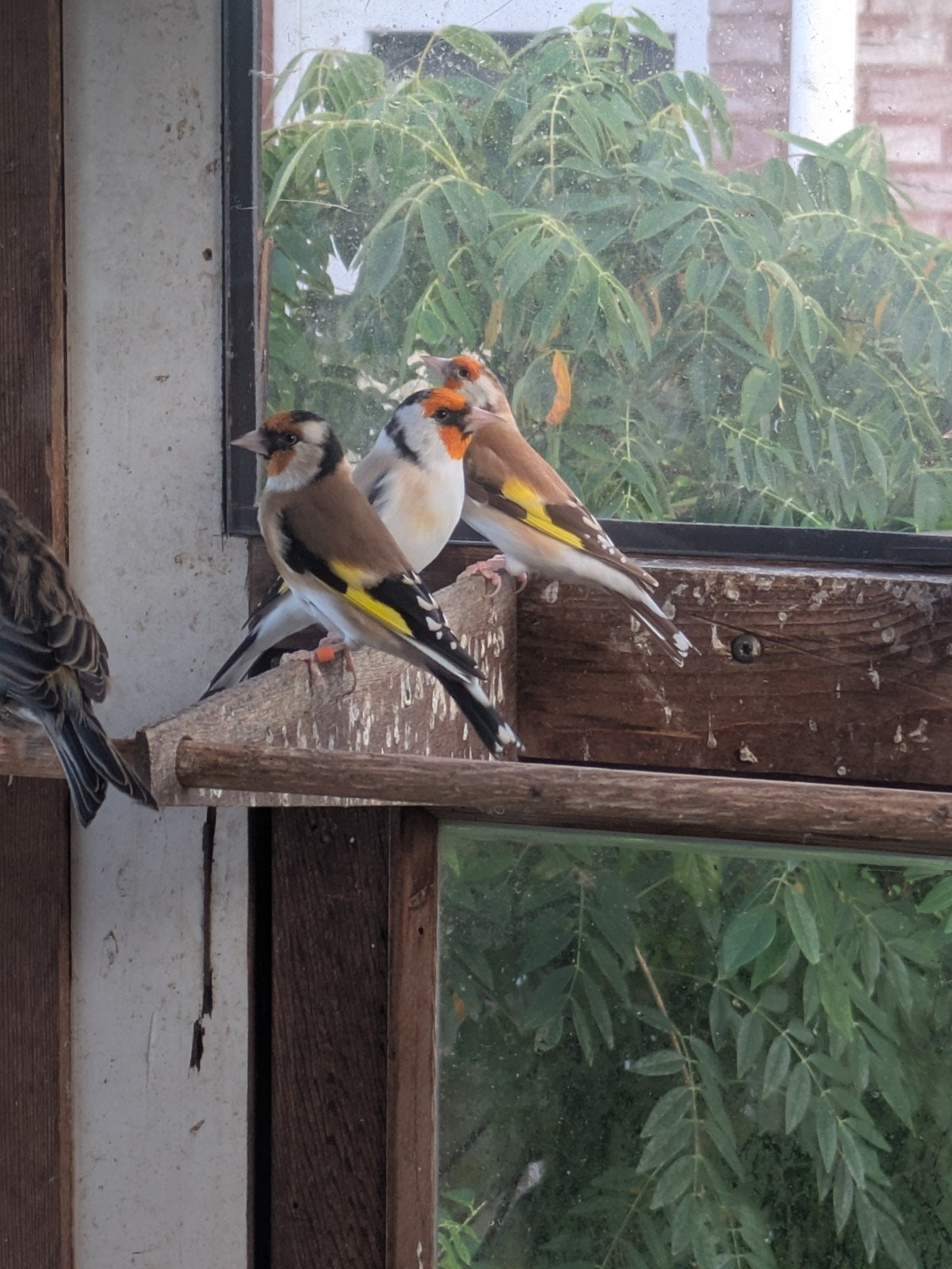 major putters, Meerdere dieren, Wildzangvogel, Geringd