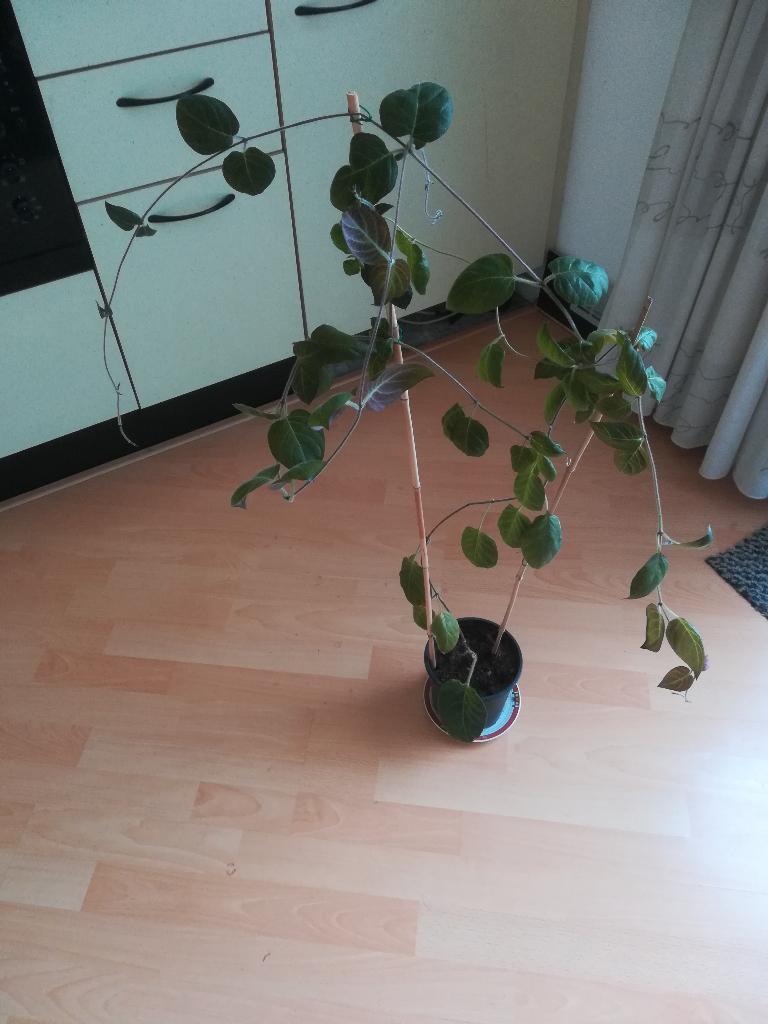 Kaasplant, Huis en Inrichting, Ophalen, 100 tot 150 cm, Overige soorten, Halfschaduw