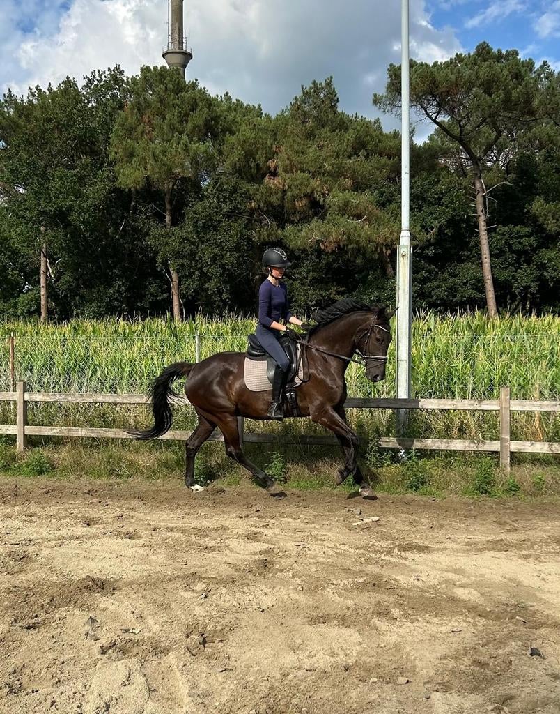 16 jarige kwpn ruin, Ruin, Recreatiepaard