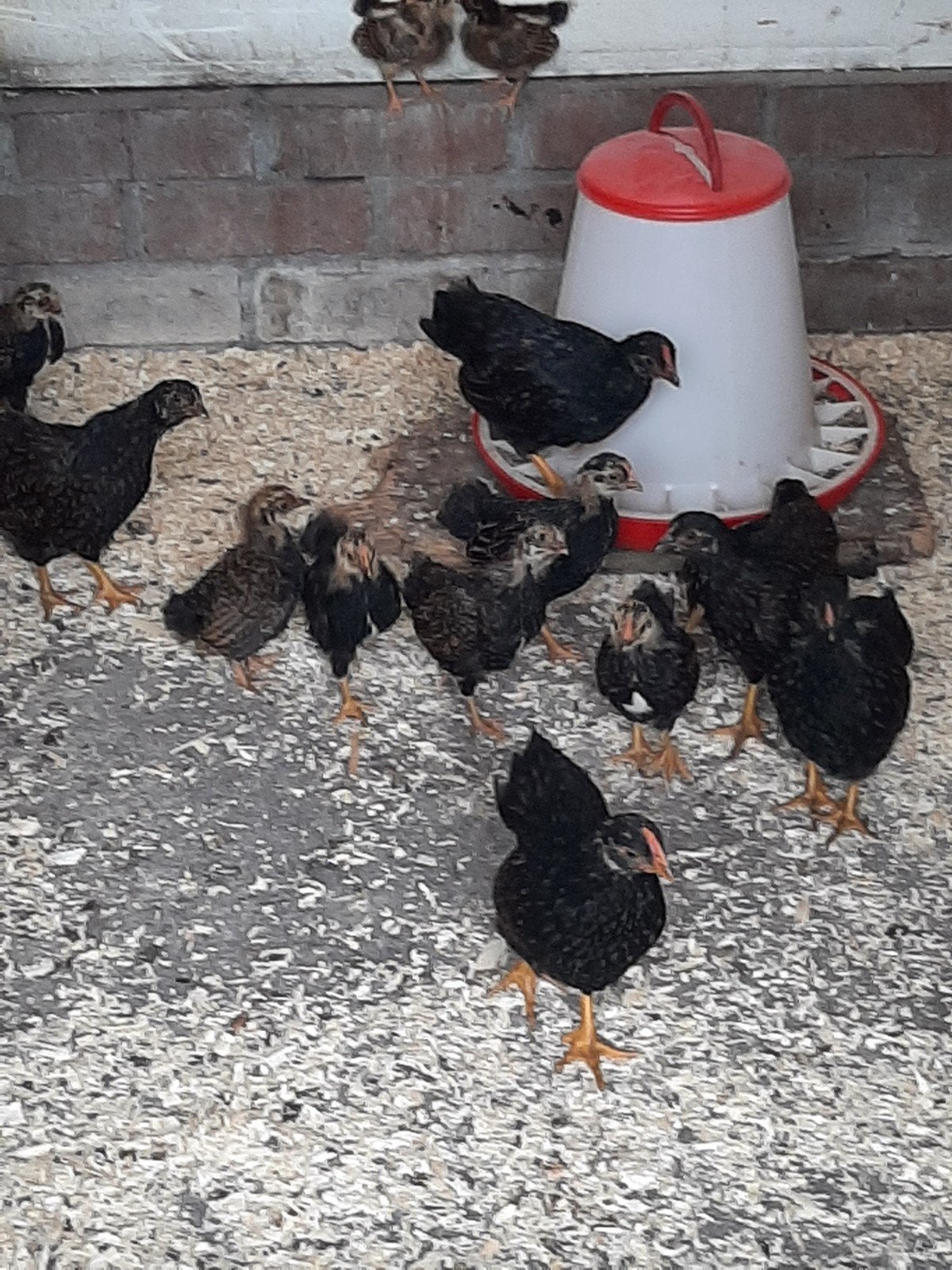 Barnevelder krielkippen, Dieren en Toebehoren, Pluimvee, Meerdere dieren, Kip