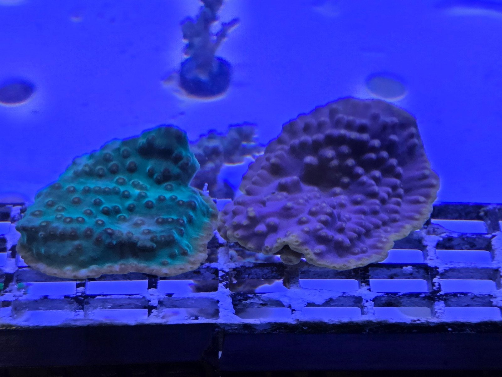 Turbinaria paars/geel en groen/geel, Dieren en Toebehoren, Vissen | Aquaria en Toebehoren, Ophalen, ., Plant(en), Steen of Hout