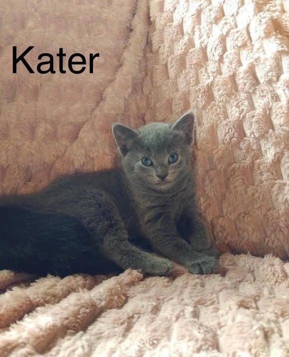 Kittens kruising britse langhaar, Dieren en Toebehoren, Meerdere dieren, 0 tot 2 jaar
